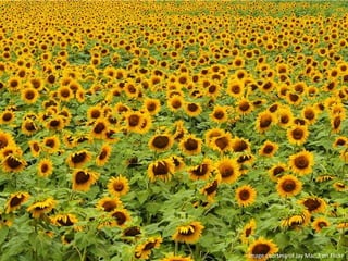 Netflix REST API:
One-Size-Fits-All (OSFA)
Solution
 