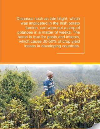 Diseases such as late blight, which
was implicated in the Irish potato
famine, can wipe out a crop of
potatoes in a matter of weeks. The
same is true for pests and insects,
which cause 30-50% of crop yield
losses in developing countries.
 