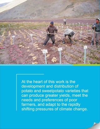 At the heart of this work is the
development and distribution of
potato and sweetpotato varieties that
can produce greater yields, meet the
needs and preferences of poor
farmers, and adapt to the rapidly
shifting pressures of climate change.
 