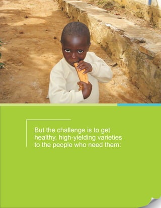 But the challenge is to get
healthy, high-yielding varieties
to the people who need them:
 