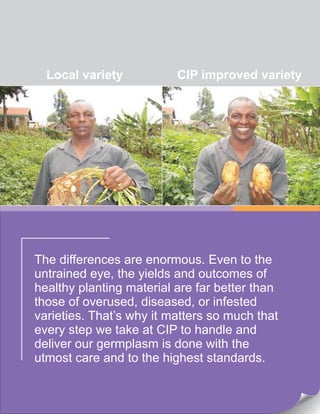 The differences are enormous. Even to the
untrained eye, the yields and outcomes of
healthy planting material are far better than
those of overused, diseased, or infested
varieties. That’s why it matters so much that
every step we take at CIP to handle and
deliver our germplasm is done with the
utmost care and to the highest standards.
Local variety CIP improved variety
 