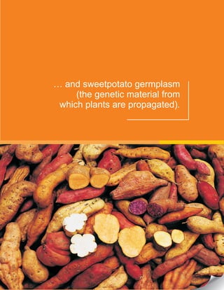 … and sweetpotato germplasm
(the genetic material from
which plants are propagated).
 