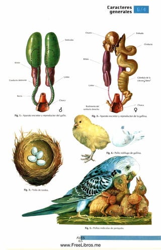 Atlas_Tematico_Zoologia_Vertebrados_B_Lu (1).pdf