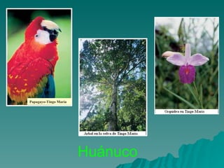 Papagayo-Tingo María




                       Huánuco
 