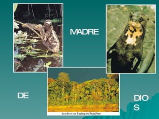 MADRE




DE           DIO
             S
 