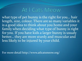 what type of pet bunny is the right for you… hair
length, size, colour. There are so many variables it
is a good idea to think about you home and your
family when deciding what type of bunny is right
for you. If you have kids a larger bunny is usualy
better… they are more sturdy and muscular and
less likely to be injured by your child.
For more detail http://www.atlcatsmeow.org/
 
