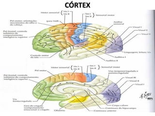 CÓRTEX
 