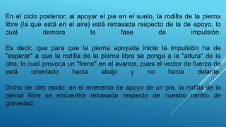 En el ciclo posterior, al apoyar el pie en el suelo, la rodilla de la pierna
libre (la que está en el aire) está retrasada respecto de la de apoyo, lo
cual demora la fase de impulsión.
Es decir, que para que la pierna apoyada inicie la impulsión ha de
"esperar" a que la rodilla de la pierna libre se ponga a la "altura" de la
otra, lo cual provoca un "freno" en el avance, pues el vector de fuerza de
está orientado hacia abajo y no hacia delante.
Dicho de otro modo: en el momento de apoyo de un pie, la rodilla de la
pierna libre se encuentra retrasada respecto de nuestro centro de
gravedad.
 