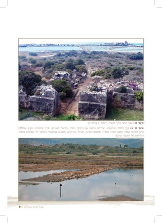 ‫איור 92: שער הרוח ודרך חצובה )תחנה 11 במפה 1(‬
‫איור 92 א': דרך סלולה מהתקופה הצלבנית החוצה את בריכות המלח )הביצות לשעבר(. הדרך )מסומנת בחץ(, שנסללה‬
‫בתוך הביצות עשויה מאבני כורכר ופסולת מחצבות כורכר, הובילה מהדרכים החצובות במחצבות הכורכר אל הפתחים בחומה‬
                                                                               ‫המזרחית של המבצר הצלבני.‬




‫שביל הרכס בעתלית | 14‬
 