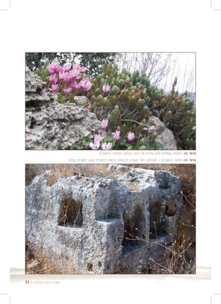 ‫איור 21: רקפות וצמחים ממין צורית על רכס הכורכר במחנה החוצבים‬
                        ‫איור 31: מחנה החוצבים – אבוסים, חורי קשירה לבהמות ונישות למנורות שמן, חצובים בסלע‬




‫שביל הרכס בעתלית | 13‬
 