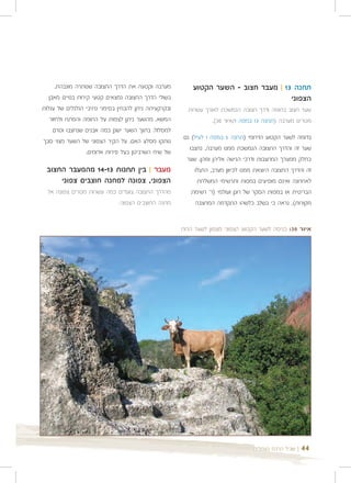 ‫מערבה וקטעה את הדרך החצובה שנותרה מוגבהת.‬           ‫תחנה 31 | מעבר חצוב - השער הקטוע‬
   ‫בשולי הדרך החצובה נמצאים קטעי קירות בנויים מאבן‬                                   ‫הצפוני‬
‫ובקרקעיתה ניתן להבחין בסימני נתיבי הגלגלים של עגלות‬     ‫שער חצוב בחומה ודרך חצובה הנמשכת לאורך עשרות‬
   ‫המשא. מהשער ניתן לצפות על החומה והפתח ולחזור‬                  ‫מטרים מערבה )תחנה 31 במפה 1/איור 03(.‬
     ‫למסלול. בתוך השער ישנן כמה אבנים שנחצבו וטרם‬
                                                      ‫בדומה לשער הקטוע הדרומי )תחנה 5 במפה 1 לעיל( גם‬
‫נותקו מסלע האם. על הקיר הצפוני של השער מצוי סבך‬
                                                        ‫שער זה והדרך החצובה הנמשכת ממנו מערבה, נחצבו‬
                 ‫של שיח השרביטן בעל פירות אדומים.‬
                                                       ‫כחלק ממערך המחצבות ודרכי הגישה אליהן ומהן. שער‬
 ‫מעבר | בין תחנות 31-41 מהמעבר החצוב‬                      ‫זה והדרך החצובה היוצאת ממנו לכיוון מערב, התגלו‬
     ‫הצפוני, צפונה למחנה חוצבים צפוני‬                      ‫לאחרונה ואינם מופיעים במפות ותרשימי המשלחת‬
  ‫מהדרך החצובה צועדים כמה עשרות מטרים צפונה אל‬           ‫הבריטית או במפות הסקר של רונן ועולמי )ר' רשימת‬
                           ‫מחנה החוצבים הצפוני.‬            ‫מקורות(. נראה כי בשלב כלשהו התקדמה המחצבה‬


                                                      ‫איור 03: כניסה לשער הקטוע הצפוני מצפון לשער הרוח‬




                                                                                 ‫| שביל הרכס בעתלית‬   ‫44‬
 