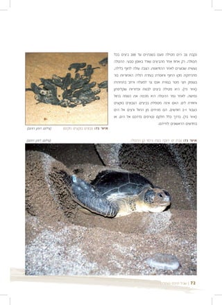 ‫נקבת צב הים מטילה פעם בשנתיים עד 002 ביצים בכל‬
                                                    ‫תטולה. רק אחוז אחד מהביצים שורד באופן טבעי. ההטלה‬
                                                    ‫נעשית שבועיים לאחר ההזדווגות. הצבה עולה לחוף בלילה,‬
                                                    ‫מתרחקת מקו החוף וחופרת בעזרת רגליה האחוריות בור‬
                                                    ‫בעומק חצי מטר בצורת אגס צר למעלה ורחב בתחתית‬
                                                    ‫)איור 37(. היא מטילה ביצים לבנות וכדוריות שקליפתן‬
                                                    ‫גמישה. לאחר גמר ההטלה היא מכסה את הגומה בחול‬
                                                    ‫וחוזרת לים. האם אינה מטפלת בביצים. הצבונים בוקעים‬
                                                    ‫כעבור 1-2 חודשים. הם מגיחים מן החול ורצים אל הים‬
                                                    ‫)איור 27(. בדרך כלל חלקם נטרפים בדרכם אל הים, או‬
                                                                                ‫בחדשים הראשונים לחייהם.‬
‫)צילום: דותן רותם(‬   ‫איור 27: צבונים בוקעים מקינם‬

‫)צילום: דותן רותם(‬                                            ‫איור 37: צבת ים ירוקה בעת כיסוי קן ההטלה‬




                                                                                ‫| שביל הרכס בעתלית‬   ‫27‬
 