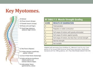 Key Myotomes.
 