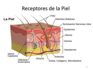 Receptores de la Piel
22
 