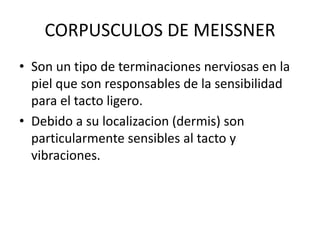 CORPUSCULOS DE MEISSNER
• Son un tipo de terminaciones nerviosas en la
piel que son responsables de la sensibilidad
para el tacto ligero.
• Debido a su localizacion (dermis) son
particularmente sensibles al tacto y
vibraciones.
 