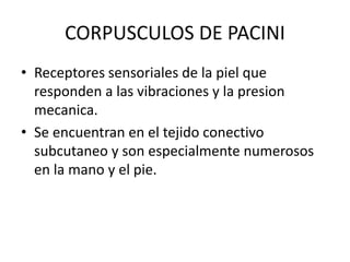 CORPUSCULOS DE PACINI
• Receptores sensoriales de la piel que
responden a las vibraciones y la presion
mecanica.
• Se encuentran en el tejido conectivo
subcutaneo y son especialmente numerosos
en la mano y el pie.
 
