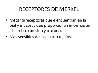 RECEPTORES DE MERKEL
• Mecanorreceptores que e encuentran en la
piel y mucosas que proporcionan informacion
al cerebro (presion y textura).
• Mas sensibles de los cuatro tejidos.
 