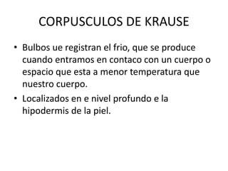 CORPUSCULOS DE KRAUSE
• Bulbos ue registran el frio, que se produce
cuando entramos en contaco con un cuerpo o
espacio que esta a menor temperatura que
nuestro cuerpo.
• Localizados en e nivel profundo e la
hipodermis de la piel.
 
