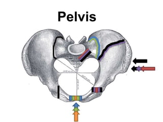 Pelvis
 