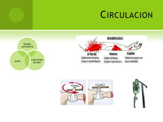 C IRCULACION

          Estado
        conciencia




                Coloración
pulso
                 de piel
 