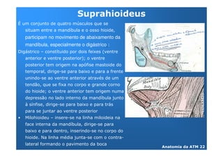 -                   3
:           3                   <
                                                %
    participam no movimento de abaixamento da
    mandíbula, especialmente o digástrico '
0 /         (
                                    8


                        "
            "


        %       8
                                                        3
    -                   "                           /
                3
@   2   %           (       "           %
                                            "
                                        "
    %       9       %           3   "                       "
 