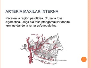 ARTERIA MAXILAR INTERNA
Nace en la región parotídea. Cruza la fosa
cigomática. Llega ala fosa pterigomaxilar donde
termina dando la rama esfenopalatina.
 