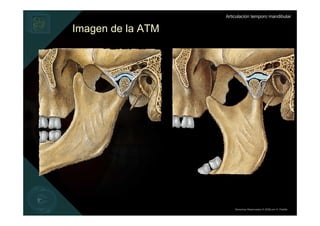 Articulación temporo mandibular


Imagen de la ATM




                       Derechos Reservados © 2008 por A. Padilla
 