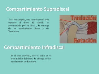 Es el mas amplio, este se ubica en el área
superior al disco, El cóndilo es
acompañado por su disco , Se encarga
de los movimientos libres y de
Traslación
Es el mas estrecho, este es ubica en el
área inferior del disco, Se encarga de los
movimientos de Rotación.
 