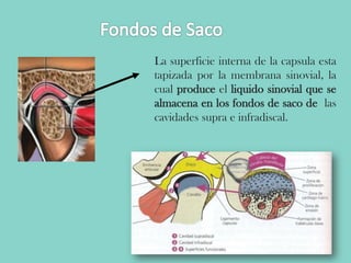 La superficie interna de la capsula esta
tapizada por la membrana sinovial, la
cual produce el liquido sinovial que se
almacena en los fondos de saco de las
cavidades supra e infradiscal.
 