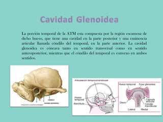 La porción temporal de la ATM esta compuesta por la región escamosa de
dicho hueso, que tiene una cavidad en la parte posterior y una eminencia
articular llamada cóndilo del temporal, en la parte anterior. La cavidad
glenoidea es cóncava tanto en sentido transversal como en sentido
anteroposterior, mientras que el cóndilo del temporal es convexo en ambos
sentidos.
 
