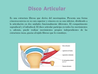 Es una estructura fibrosa que deriva del mesénquima. Presenta una forma
cóncava-convexa en su cara superior y cóncava en su cara inferior, dividiendo a
la articulación en dos unidades funcionalmente diferentes. El compartimento
supradiscal y el infradiscal. El disco articular participa en todos los movimientos
y, además, puede realizar movimientos propios independientes de las
estructuras óseas, gracias al tejido fibroso que lo constituye.
 