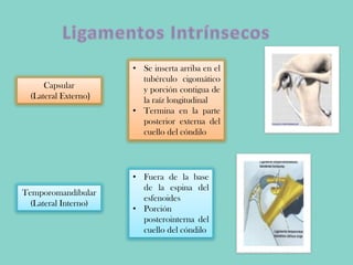 Capsular
(Lateral Externo)
• Se inserta arriba en el
tubérculo cigomático
y porción contigua de
la raíz longitudinal
• Termina en la parte
posterior externa del
cuello del cóndilo
Temporomandíbular
(Lateral Interno)
• Fuera de la base
de la espina del
esfenoides
• Porción
posterointerna del
cuello del cóndilo
 