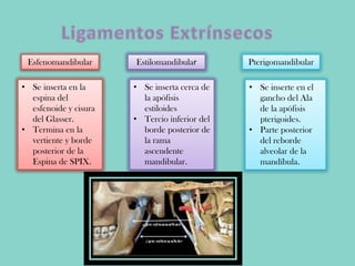 Esfenomandibular
• Se inserta en la
espina del
esfenoide y cisura
del Glasser.
• Termina en la
vertiente y borde
posterior de la
Espina de SPIX.
Estilomandibular
• Se inserta cerca de
la apófisis
estiloides
• Tercio inferior del
borde posterior de
la rama
ascendente
mandibular.
• Se inserte en el
gancho del Ala
de la apófisis
pterigoides.
• Parte posterior
del reborde
alveolar de la
mandíbula.
Pterigomandibular
 