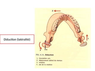 Diduction Articulation temporo-mandibulaire - Cours d'anatomie.pptx