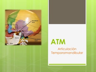 ATM
Articulación
Temporomandibular
 