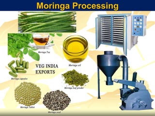 Moringa Processing
 