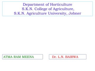 Department of Horticulture
S.K.N. College of Agriculture,
S.K.N. Agriculture University, Jobner
ATMA RAM MEENA Dr. L.N. BAIRWA
 