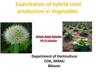 Exploitation of hybrid seed
production in Vegetables
Department of Horticulture
COA, SKRAU
Bikaner
 