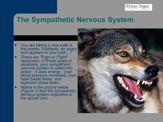 The Sympathetic Nervous System  You are taking a nice walk in the woods. Suddenly, an angry wolf appears in your path…! These are "Fight or Flight" responses. In these types of situations, your sympathetic nervous system is called into action - it uses energy - your blood pressure increases, your heart beats faster, and digestion slows down.  Notice in the picture below  (Figure 1)  that the sympathetic nervous system originates in the spinal cord.  