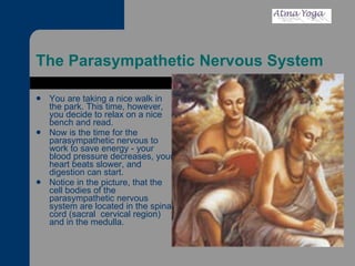 The Parasympathetic Nervous System You are taking a nice walk in the park. This time, however, you decide to relax on a nice bench and read. Now is the time for the parasympathetic nervous to work to save energy - your blood pressure decreases, your heart beats slower, and digestion can start.  Notice in the picture, that the cell bodies of the parasympathetic nervous system are located in the spinal cord (sacral  cervical region) and in the medulla.  
