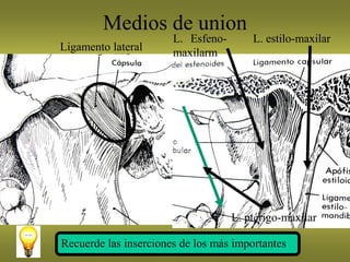 Medios de union
Ligamento lateral
L. Esfeno-
maxilarm
L. estilo-maxilar
L. ptérigo-maxilar
Recuerde las inserciones de los más importantes
 
