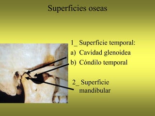 Superficies oseas
1_ Superficie temporal:
a) Cavidad glenoidea
b) Cóndilo temporal
2_ Superficie
mandibular
 