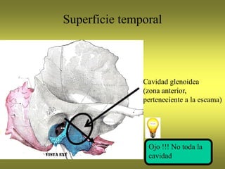 Superficie temporal
Cavidad glenoidea
(zona anterior,
perteneciente a la escama)
Ojo !!! No toda la
cavidad
 