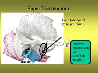 Superficie temporal
Cóndilo temporal
(zona posterior.
Observe
ralación con
La
superficie
anterior
 