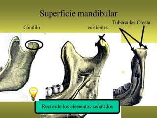 Superficie mandibular
Cóndilo vertientes
Tubérculos Cresta
Recuerde los elementos señalados
 