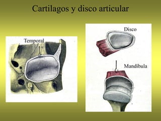 Cartilagos y disco articular
Temporal
Disco
Mandíbula
 