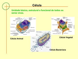 Célula
Unidade básica, estrutural e funcional de todos os
seres vivos.
Célula Animal
Célula Bacteriana
Célula Vegetal
 