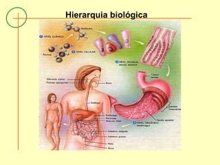 Hierarquia biológica
 