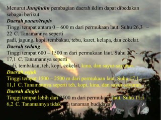 Menurut Junghuhn pembagian daerah iklim dapat dibedakan
sebagai berikut
Daerah panas/tropis
Tinggi tempat antara 0 – 600 m dari permukaan laut. Suhu 26,3 –
22 C. Tanamannya seperti
padi, jagung, kopi, tembakau, tebu, karet, kelapa, dan cokelat.
Daerah sedang
Tinggi tempat 600 – 1500 m dari permukaan laut. Suhu 22 -
17,1 C. Tanamannya seperti
padi, tembakau, teh, kopi, cokelat, kina, dan sayur-sayuran.
Daerah sejuk
Tinggi tempat 1500 – 2500 m dari permukaan laut. Suhu 17,1 –
11,1 C. Tanamannya seperti teh, kopi, kina, dan sayur-sayuran.
Daerah dingin
Tinggi tempat lebih dari 2500 m dari permukaan laut. Suhu 11,1 –
6,2 C. Tanamannya tidak ada tanaman budidaya.
 