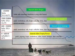 Daerah Iklim Dingin
 >2500M
Suhu
              tidak ada tanaman budidaya yang ada lumut
11,1-6,2°C
1500-2500M                                                    Daerah Iklim Sejuk
Suhu 17,1-    padi, tembakau, teh, kopi, cokelat, kina, dan
11,1°C        sayur-sayuran.
600 - 1500M                                                      Daerah Iklim Sedang
Suhu 22,1-
              padi, tembakau, teh, kopi, cokelat, kina, dan sayur-sayuran.
17°C
0 – 600 M                           Daerah Iklim Tropis/Panas
suhu26,3 –      padi, jagung, kopi, tembakau, tebu, karet, kelapa, dan cokelat.
22°C
 